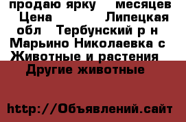 продаю ярку 10 месяцев › Цена ­ 4 000 - Липецкая обл., Тербунский р-н, Марьино-Николаевка с. Животные и растения » Другие животные   